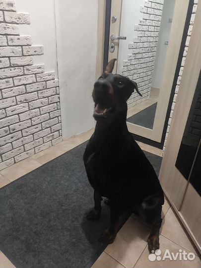 Передержка собак,зоотакси,лакомство для собак