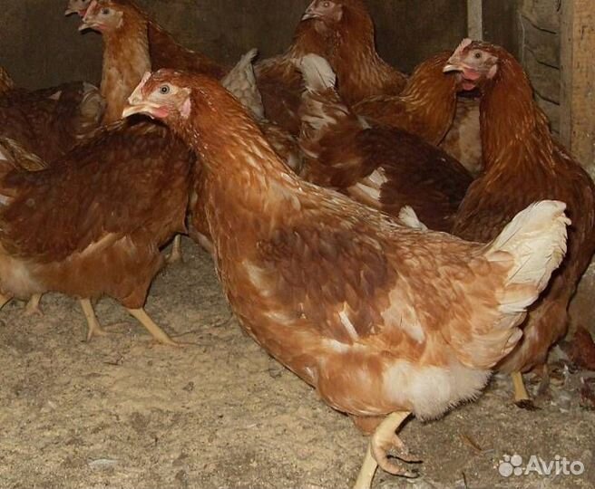 Куры молодки несушки