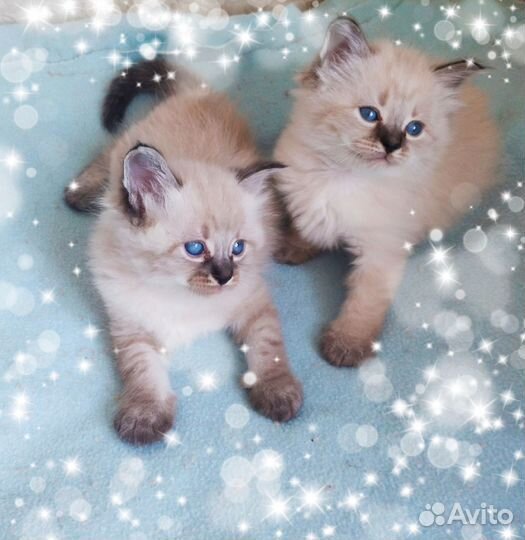 Продаются невские маскарадные котята