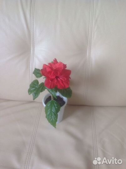 Гибискус (Китайская роза)