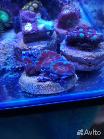 Живые кораллы