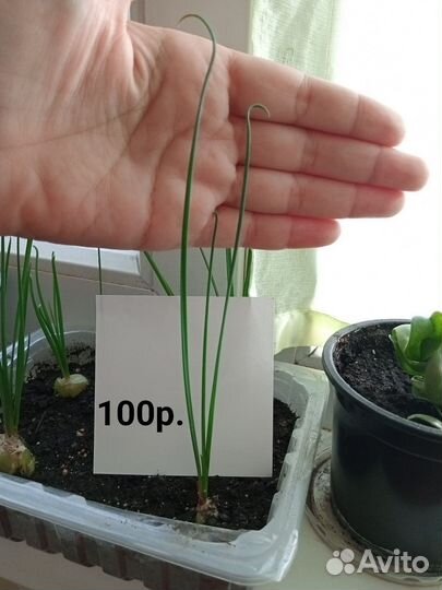 Альбука спиралис