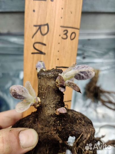 Павловния гибриды оригинал Корни