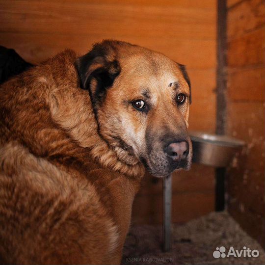 Пёс Портос ждёт в приюте