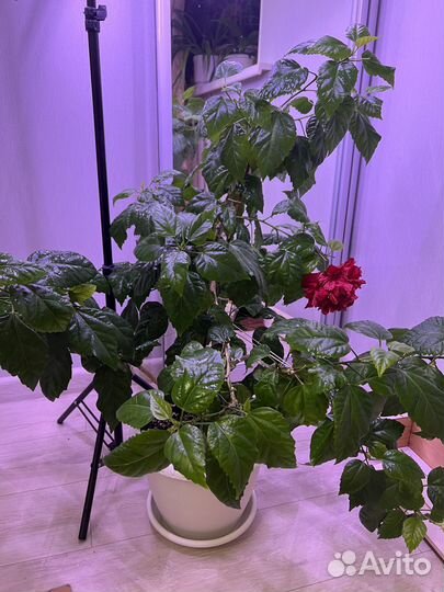 Гибискус китайская роза