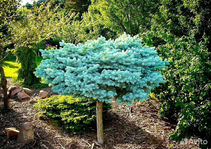 Голубая ель Монтгомери на штамбе-5500