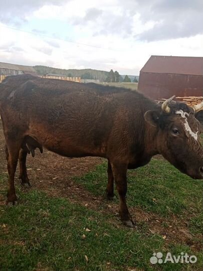 Корова дойная