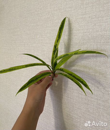 Фикусы шривериана, али, грин голд