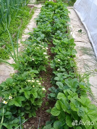 Кусты клубники на весну