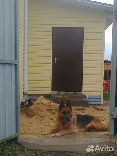 Дрессировка любых пород собак. Михаил