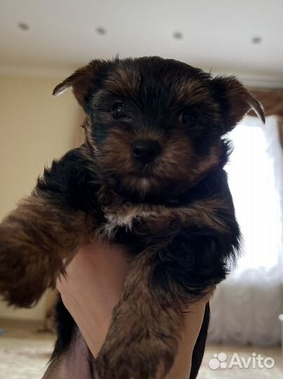 Йоркширский терьер щенки