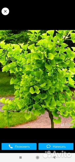 Растение Гинкго билоба