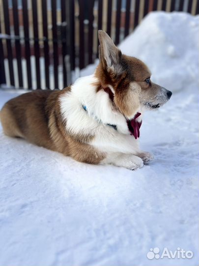 Жених из Голандии ищет невесту