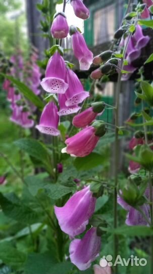 Наперстянка 