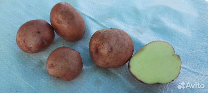 Фиолетовый картофель