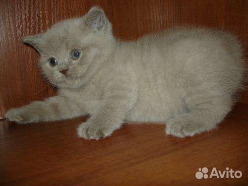 Вислоухие котята шотландские розовоносики