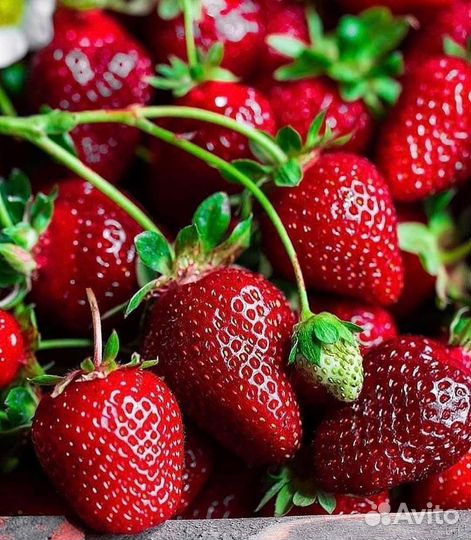 Рассада ремонтантной клубники