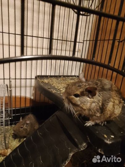 Продаются белки Дегу, только В хорошие руки