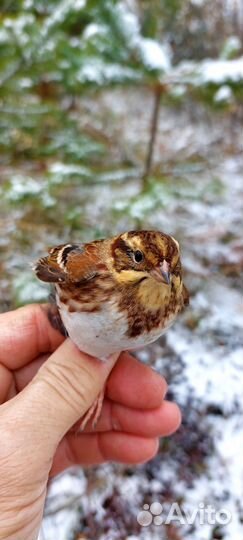 Лесные птицы