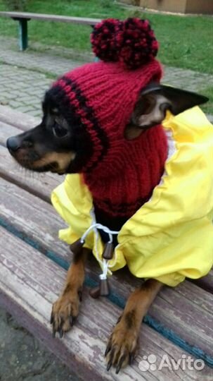 Одежда - Шапочки для Маленьких собачек