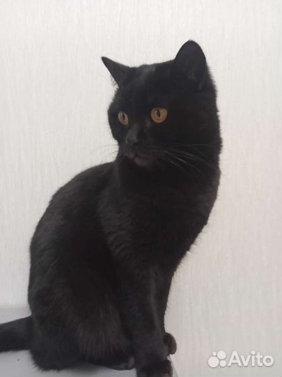 Кошки в добрые руки бесплатно