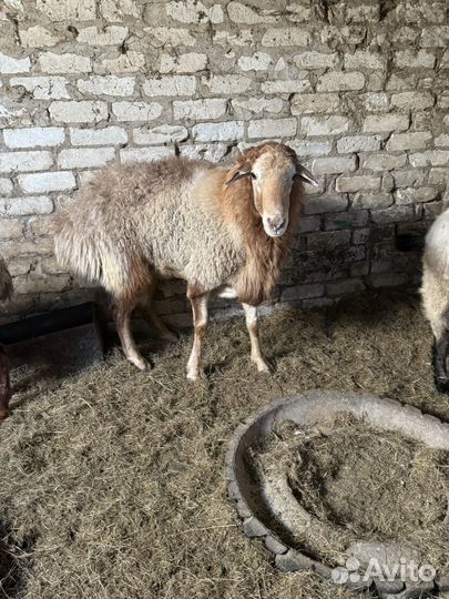 Плен бараны