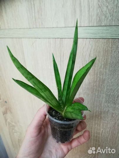 Сансевиерии сортовые