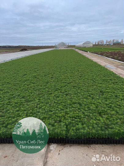 Зкс Сосна сеянцы Ели Лиственницы окс Голуб Горная