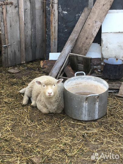 Овцы бараны ягнята Ташлинской породы