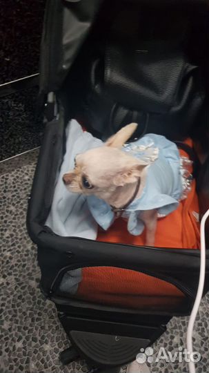 Передержка животных, гостиница для собак и кошек