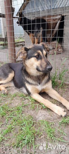 Щенок подросток в добрые руки