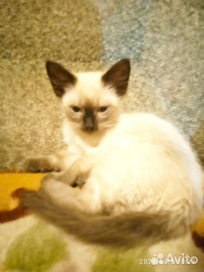 Кошка