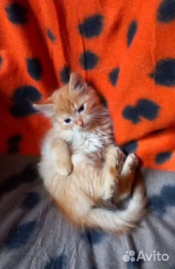 Пушистая Рыжулька