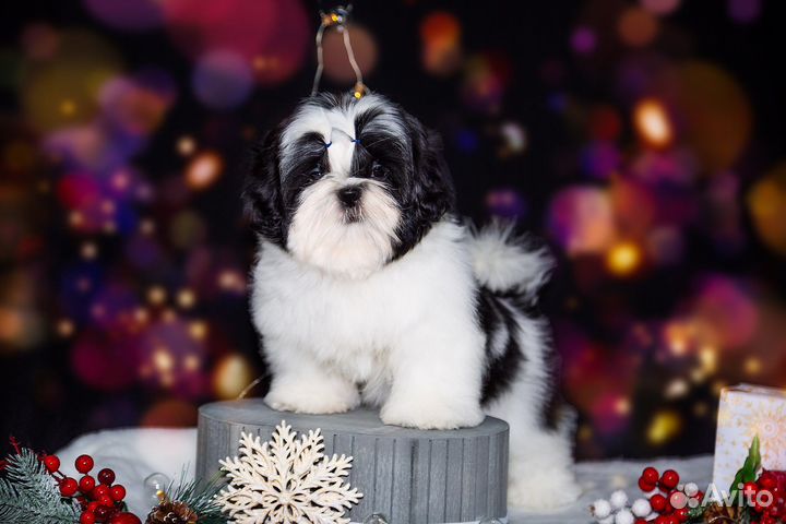 Груминг/ стрижка