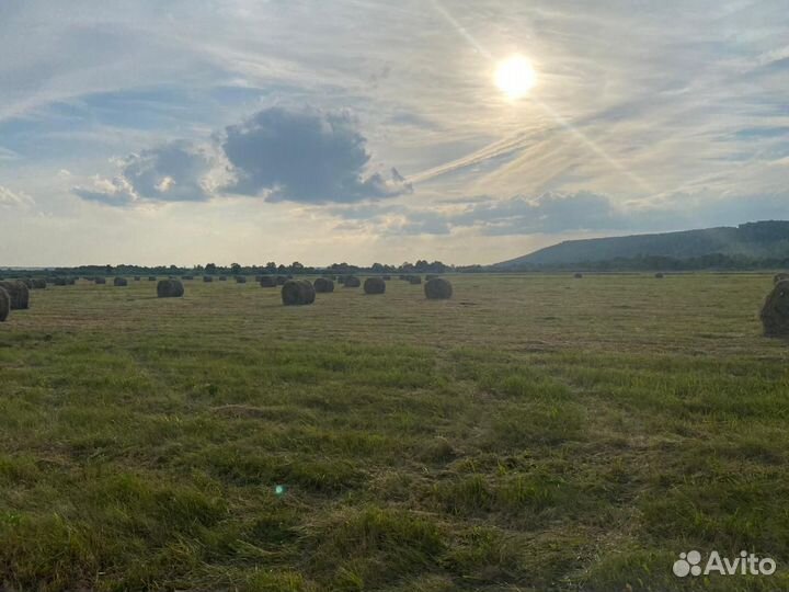 Сено продам В рулонах И В тюках