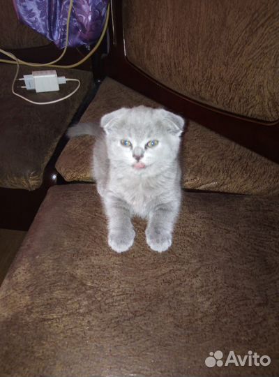 Британские вислоухие котята