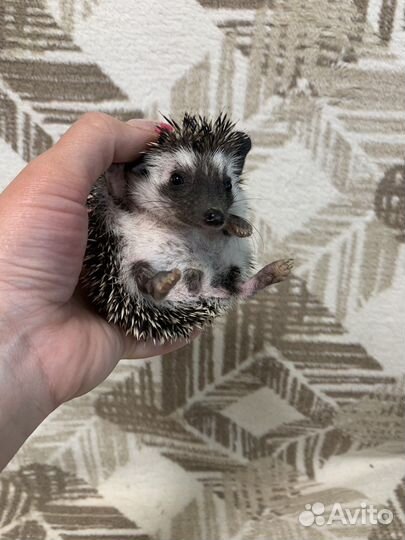 Африканские ёжики, ежи (питомник, малышей много)