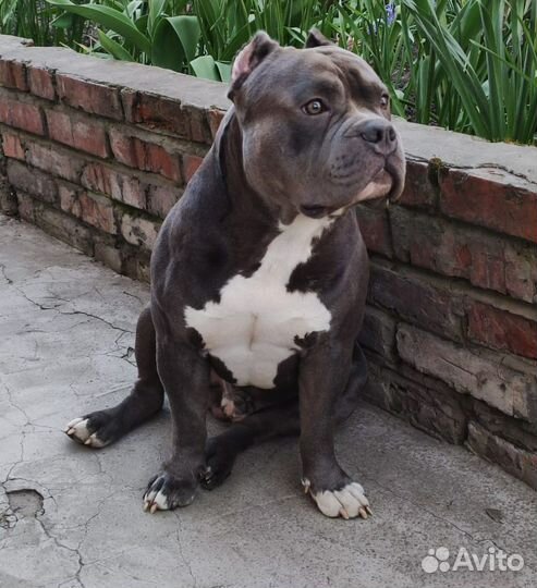 Американский булли вязка