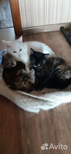 Котята в добрые руки