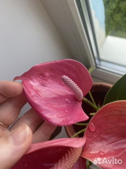 Антуриум беби пурпл