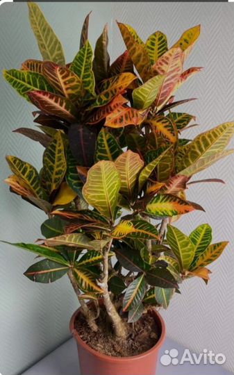 Кодиеум кротон