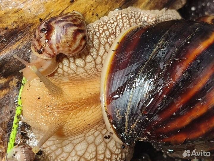 Улитки ахатины малыши