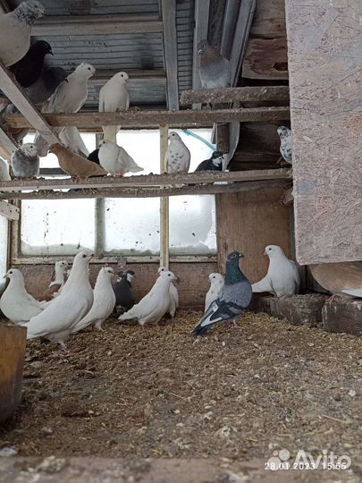 Голуби птицы