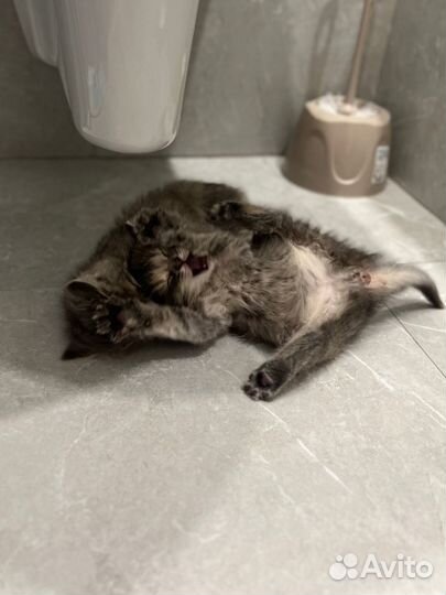 Котята бесплатно