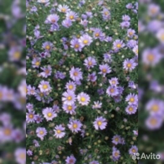 Многолетние цветы. Сентябринки