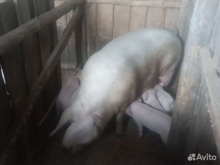 Крупно белая