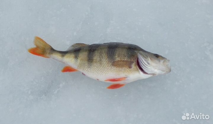 Рыба, деловая таранка