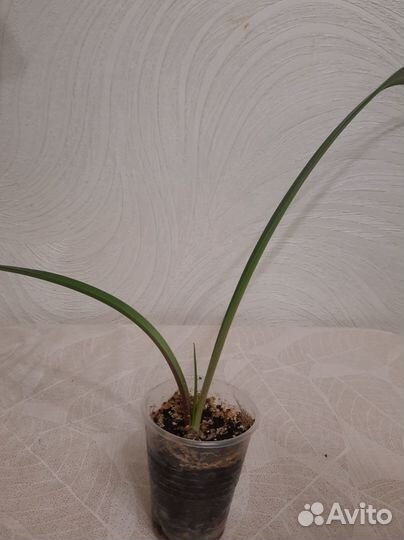 Гиппеаструм амариллис луковицы