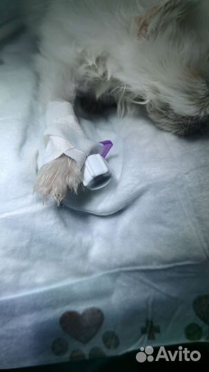 Ветеринарный врач, онлайн консультация