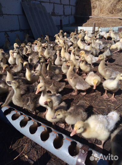 Гуси, индюки, цыплята